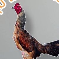 ซุ้มเพชรน้ำทรัพย์🐓เสี่ยบอยฟันธง100%