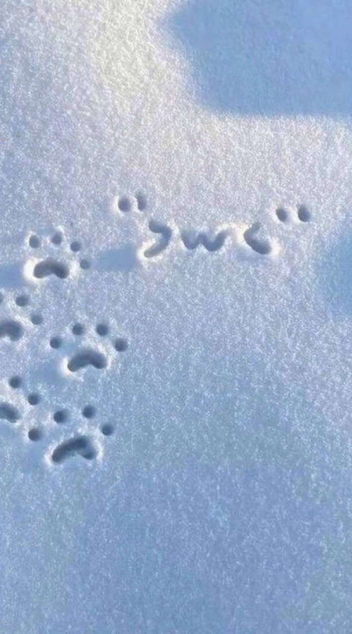 k-pop追星泡沫專區🐬