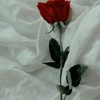 BL折伽羅. 狂 愛 バー＆ホストなりきり🌹