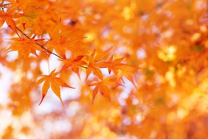 もみじ 楓の育て方ガイド 庭木や鉢植え 盆栽におすすめの種類はこれだ