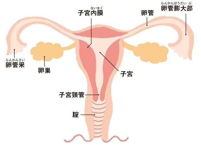 妊活基礎知識 女性の体 女性性器 知っていますか