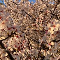 関西学院大学いけばな部2025年度新歓用オープンチャット🌸