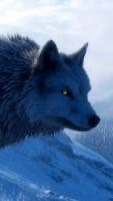 The wolf