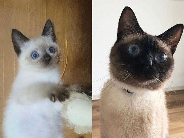 シャム猫の変貌に驚き！ 毛の色が変わりすぎる理由（ねこのきもちNEWS）