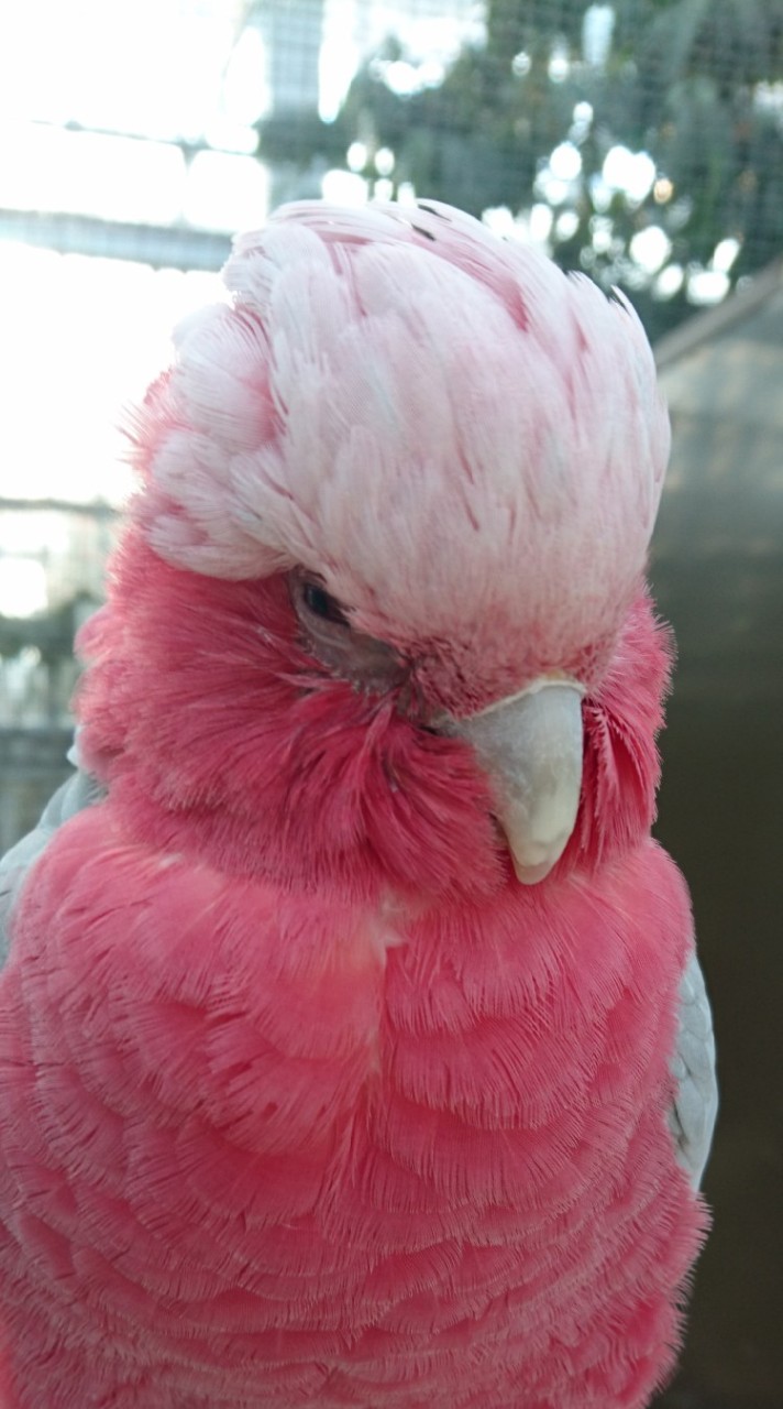 コンパニオンバード愛好家🐤💗