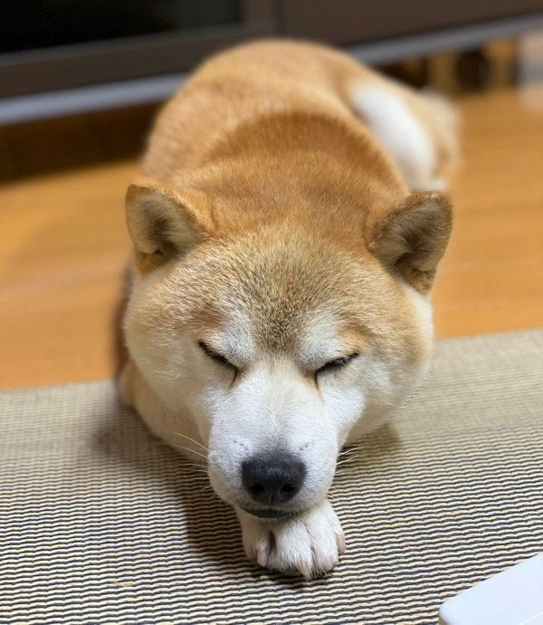 ペット用ドアを使わないワンコの行動が可愛すぎた