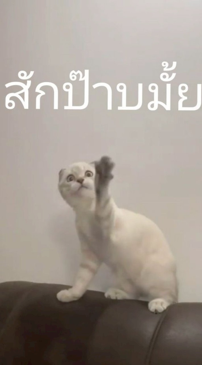 กลุ่มแมววววววว🐱