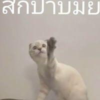 กลุ่มแมววววววว🐱