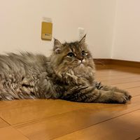♡🐱幸せ猫の部屋✨️🐈🐾