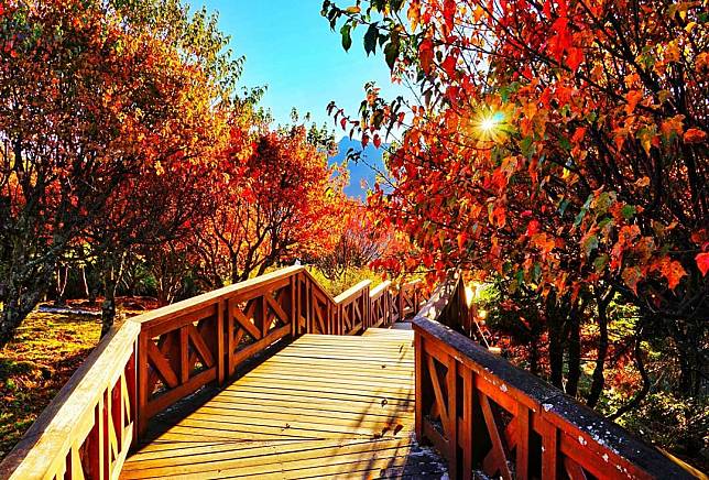 圖片來源：IG @auroralin_photography