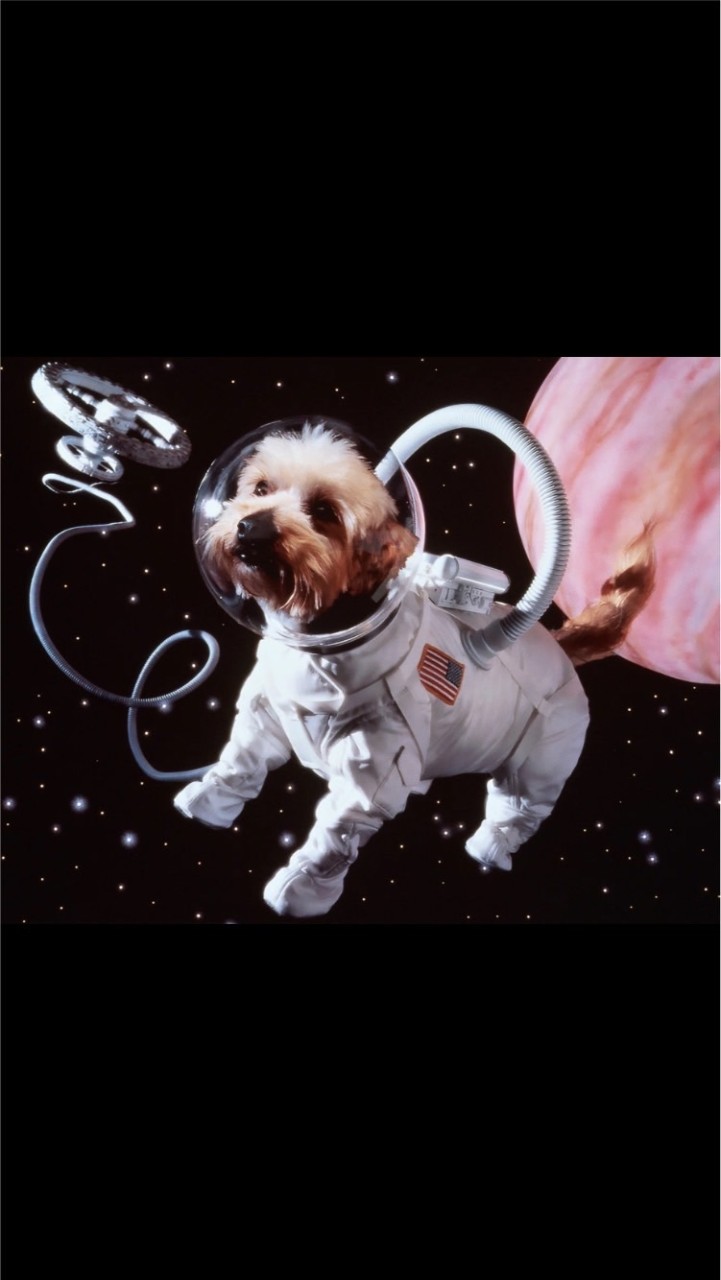 ステラウォーク🐕👩‍🚀🚀ビットウォーク₿