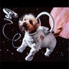 ステラウォーク🐕👩‍🚀🚀ビットウォーク₿