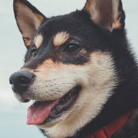 狗毛多多肉球摸摸家族
