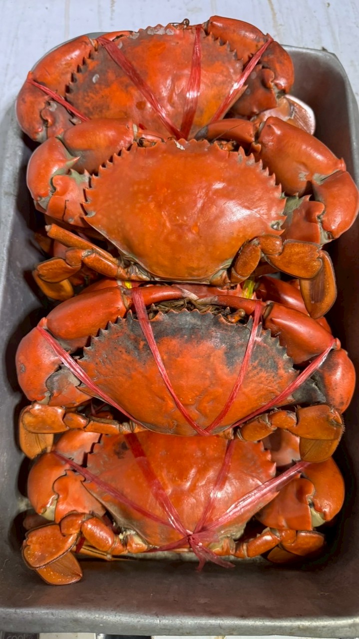 ปูทะเลเกกึง #โปรด่วน รายวัน