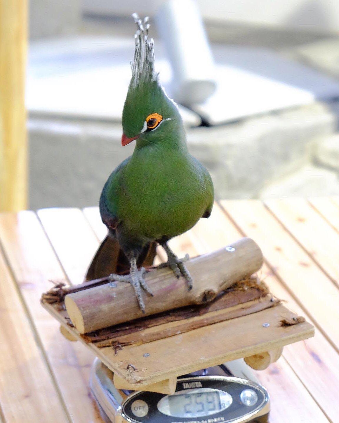 動物のプライベートをのぞき見 ニフレル の癒しツイートの裏側 ウォーカープラス