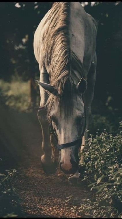 🏇ฅนฮักม้าน่าน🏇
