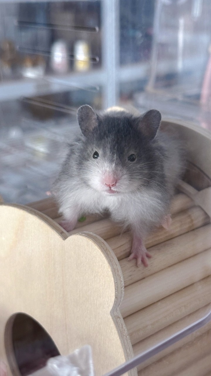 寵鼠窩窩🐹倉鼠幸福宅 物資曬鼠飼養交流