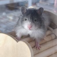 寵鼠窩窩🐹倉鼠幸福宅 物資曬鼠飼養交流