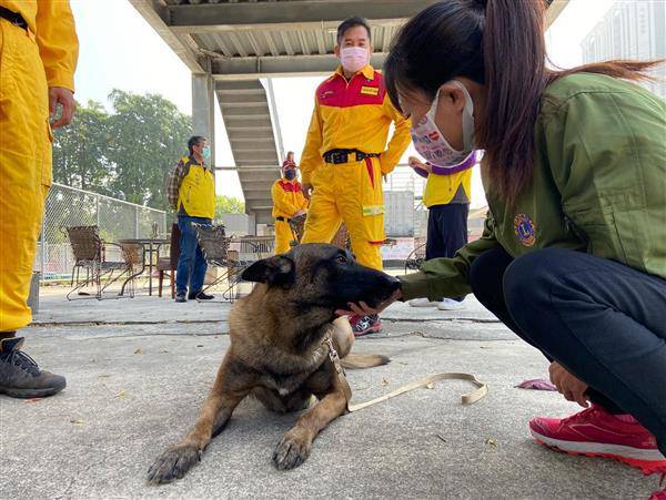 高市消防獲贈 日本狼犬的血統 2工作幼犬體魄 膽識皆一流 太報 Line Today