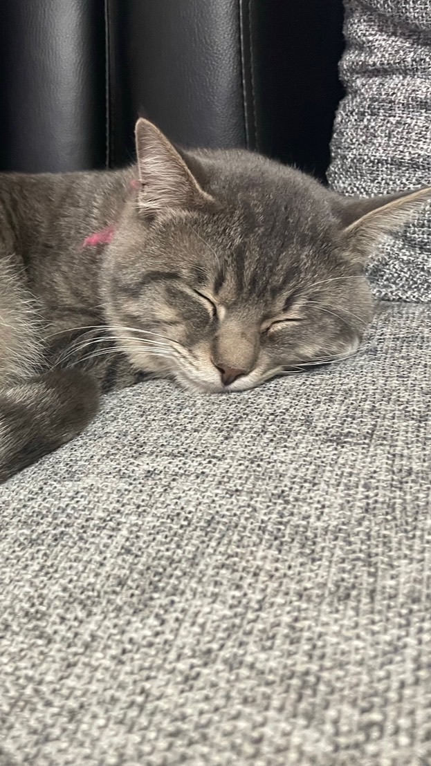ぷにぷにだいこうとかしてる