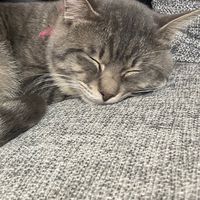 ぷにぷにだいこうとかしてる