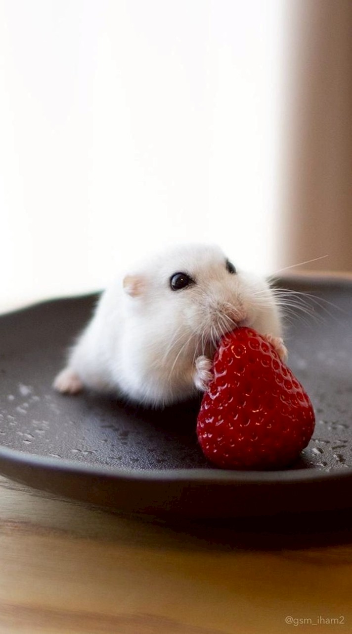 流行ったのとダジャレと謎謎と謎かけを言い合うだけ！