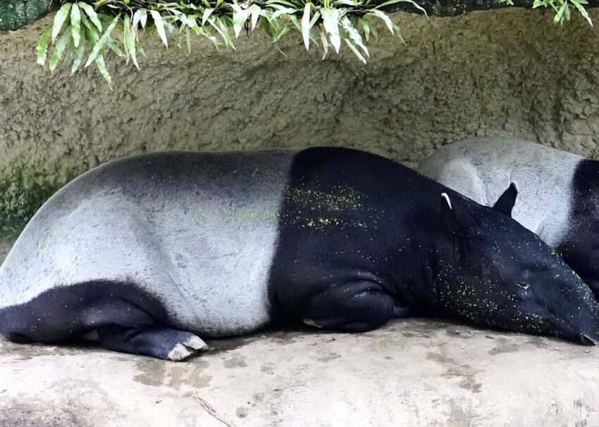 台北市,動物園,木柵動物園,臺北市立動物園,熊貓優惠,雙十八木,木柵,藝fun券店家,國旅券使用店家,台北市立動物園,台北動物園,新光證卷,動滋券使用店家,新光國小,貓熊,熊貓客服,農遊券使用店家,木柵美食,動物園門票,壽山動物園預約,企鵝英文,zoo,icash 2.0,2021動滋券使用店家,木柵動物園門票,國旅券使用店家查詢,台灣昆蟲館,熊貓優惠卷,熊貓客服電話,臺北市,taipei zoo,熊貓優惠券,藝fun券使用店家,動物英文,孟加拉貓,panda 優惠,壽山動物園門票,動滋券使用店家台中,動滋券店家,沙漠駱駝,伊貝特,台北木柵動物園,藝fun券使用店家查詢,7-11 啤酒,熊貓 優惠,新竹動物園門票,一木日,動物園營業時間,動滋券使用範圍,熊貓客服電話2022,台中動物園,國旅券官網,衛生棉 英文,2022動滋券使用店家,熊貓客服電話2021,台灣動物園,麥當勞營業時間,台北市動物園,熊猫,藝fun券買什麼,非洲小孩,實習生 英文,國旅券登記,新竹昆蟲館,木柵動物園營業時間,滿意寶寶集點,鴕鳥 英文,台北動物園門票,2021藝fun券店家,熊貓折扣,動滋券使用店家查詢,農遊券抽獎,藝fun券使用時間,熊貓關站,戀戀天湖,園遊會 英文,99峰動物園,昆蟲 英文,國旅券 餐券,夜間動物園,木柵動物園天氣即時影像,國旅券申請,螢火蟲 英文,教師節快樂英文,鸚鵡價格,生日優惠餐廳台北,禮拜一夜市,科工館門票,動物圖片,麥當勞 漲價,熊貓申請,投票幾點開始,7-11啤酒,壽星 英文,藝fun券餐廳,滿月圓門票,快樂鳥窩,動物園夜間,谷關天氣即時影像,國旅券吃飯,動滋券2021使用店家,國 旅券 使用 店家,麥當勞分享餐2022價格,sika,壽山動動園門票,打折 英文,國旅券使用限制,壽星優惠2022台北,10月,木柵動物園交通,木柵動物園停車場,木柵動物園停車,木柵動物園門票,木柵動物園營業時間,貓熊,無尾熊,企鵝,馬來貘,獅子,老虎,黑熊,長頸鹿,斑馬,鴕鳥,動物園地圖,木柵動物園地圖,臺北市立動物園地圖,台北市立動物園地圖,台北動物園地圖,馬來貘