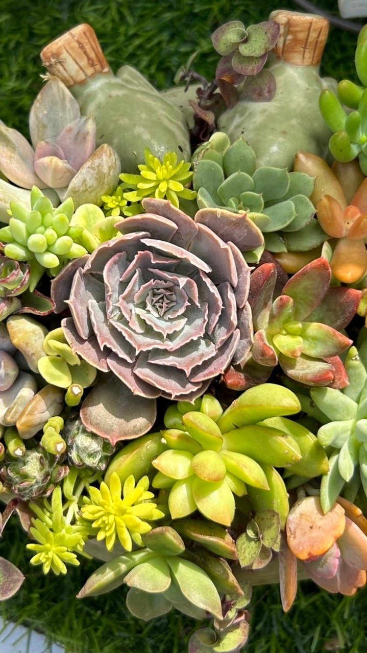 手作植生活