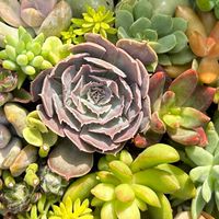 手作植生活