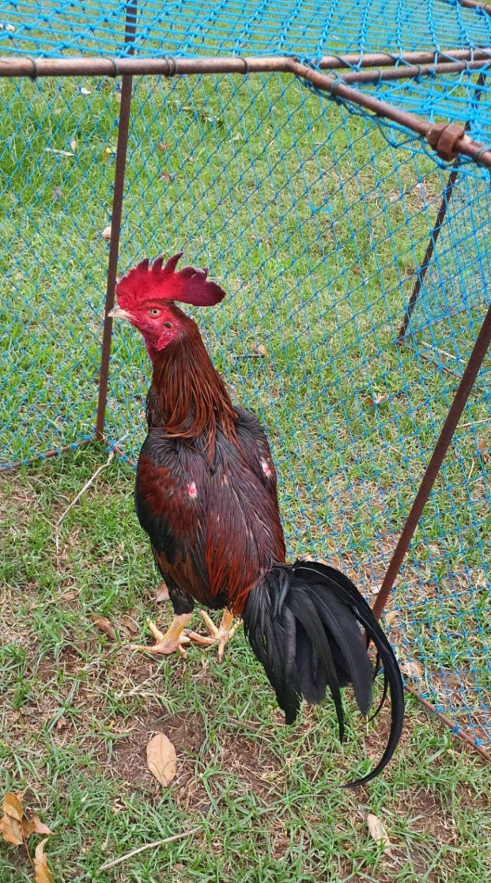 คลิปไก่ชน สายพันธุ์ ชุ่มภักดีฟาร์ม