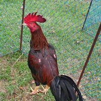 คลิปไก่ชน สายพันธุ์ ชุ่มภักดีฟาร์ม