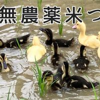 LFIC農Coラボ》畑に通おう！合鴨農法で無農薬米づくりプロジェクト2026
