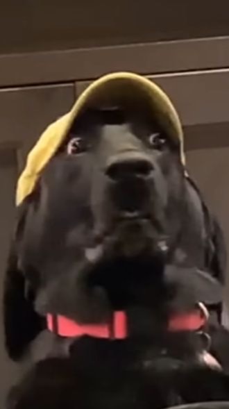 Dog Home狗狗之家-汪汪