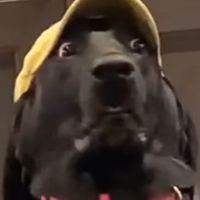 Dog Home狗狗之家-汪汪