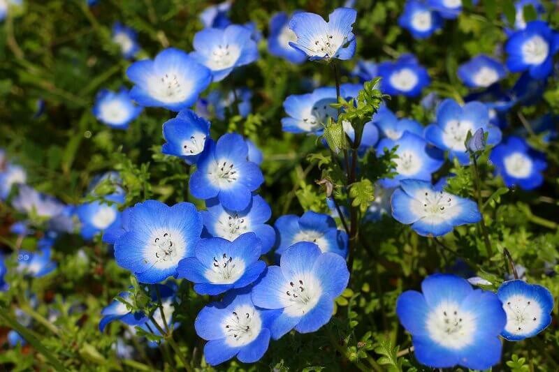横須賀くりはま花の国 でポピー ネモフィラ開花 入場無料