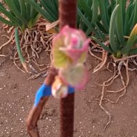 Yokohama Wine Grape Growers Association