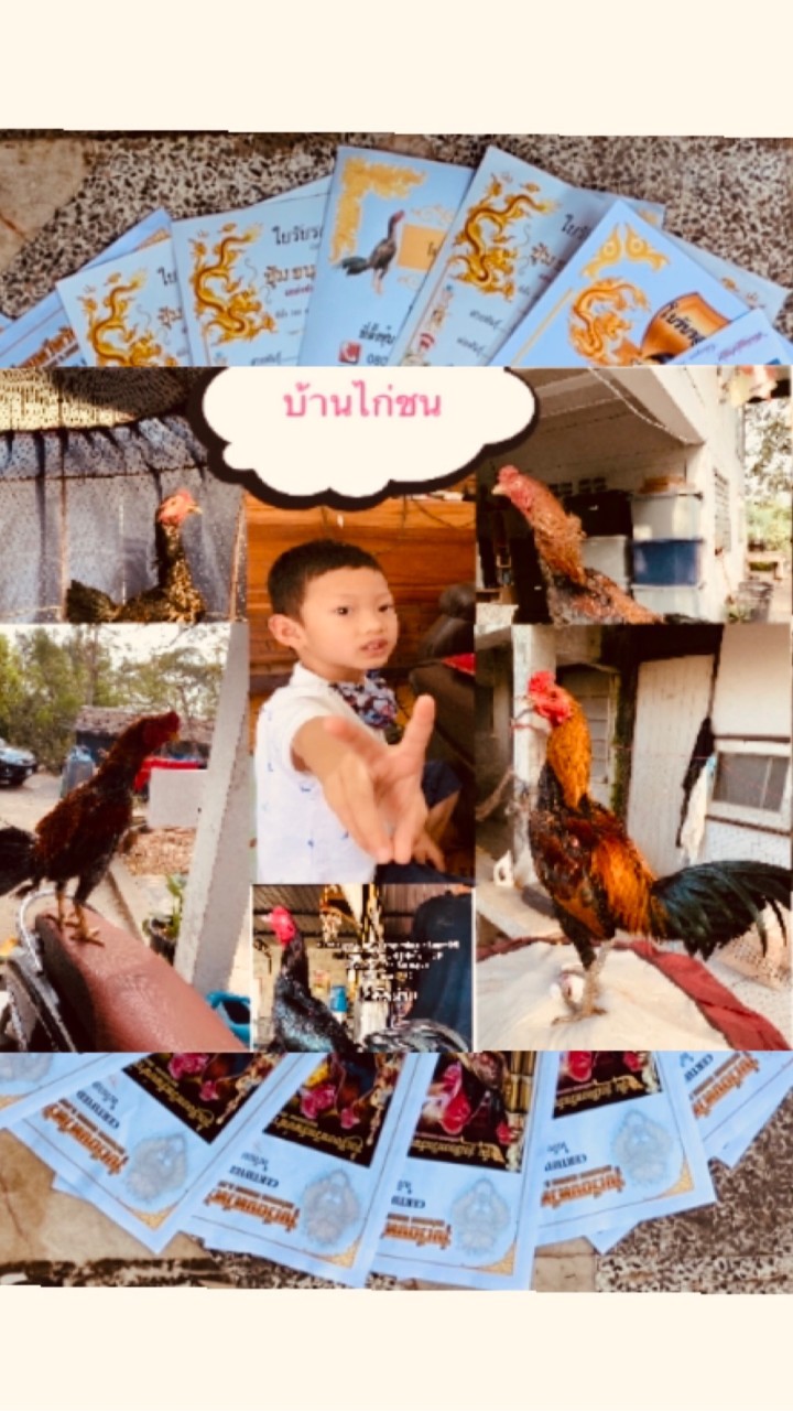บ้านไก่ชน