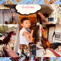 บ้านไก่ชน