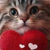 猫🐈大好き🩷動物🐱大好き🩷幸せ家族🎀