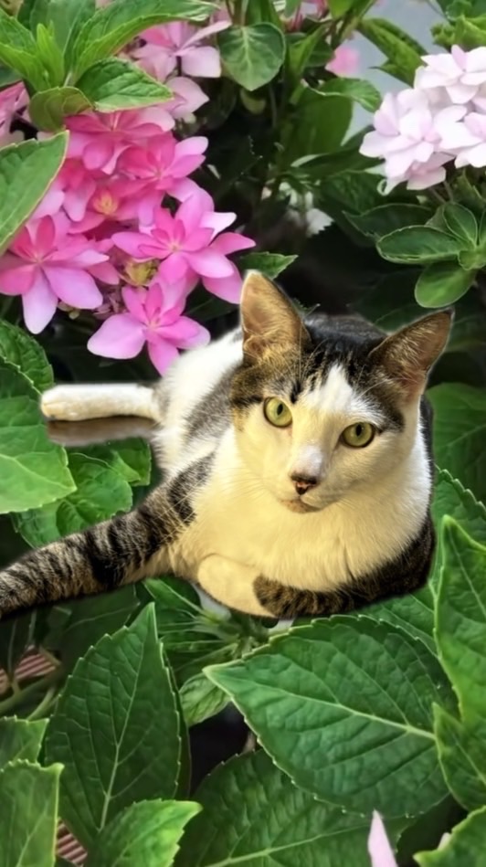 猫🐈大好き🩷動物🐱大好き🩷幸せ家族🎀