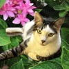 猫🐈大好き🩷動物🐱大好き🩷幸せ家族🎀