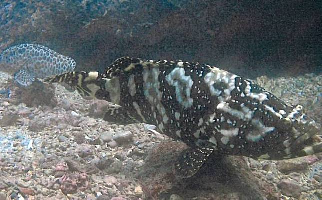 養殖雜交龍虎石斑別放生 研究驚見野生母魚生殖腺漸發育成熟 自由電子報 Line Today