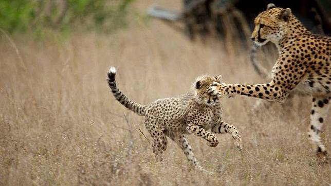 kids.nationalgeographic.com