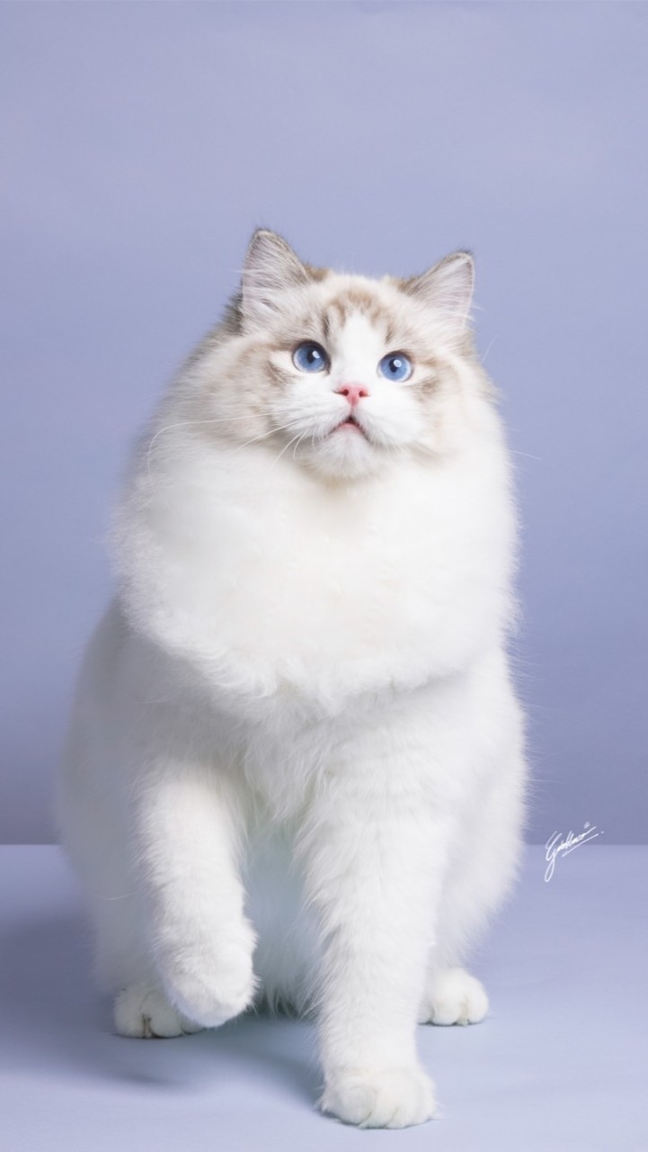 OpenChat GatoBlanco Ragdoll Cattery✨💓🦋
