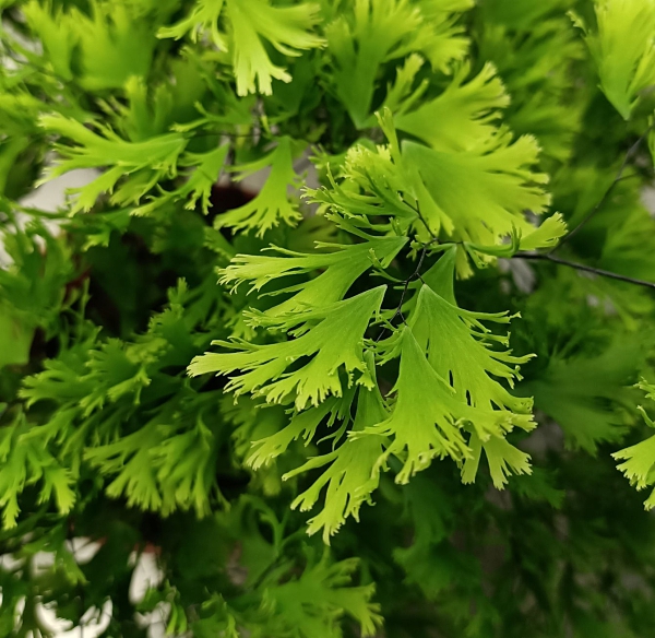 4-5吋盆[舞伎鐵線蕨盆 舞技鐵線蕨 大葉鐵線蕨] 多年生植栽 可以當壓花材料 淨化空氣
