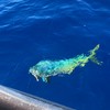 沖縄で釣り　※内地の人向け
