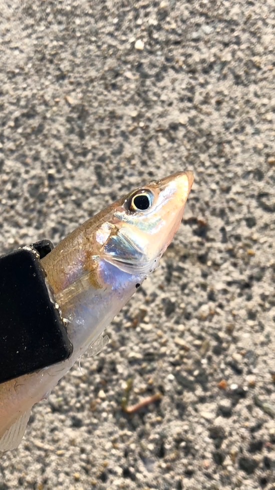 キス釣りとエギングの会