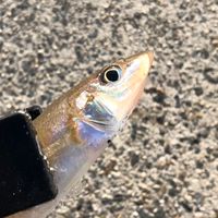 キスとイカ釣り会！