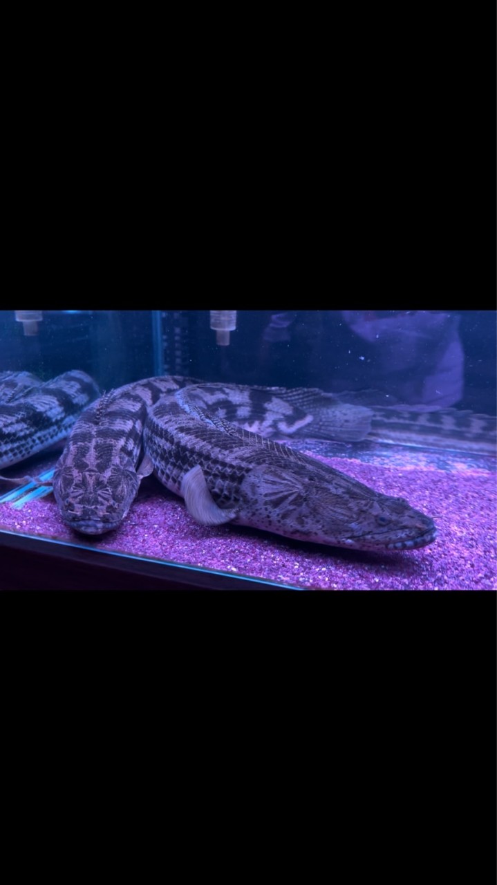 小江水族工作室交流競標群