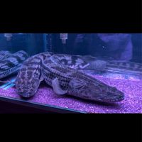 小江水族工作室交流競標群